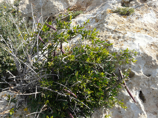 Periploca  angustifolia